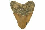 Bargain, Fossil Megalodon Tooth - North Carolina #219932-1